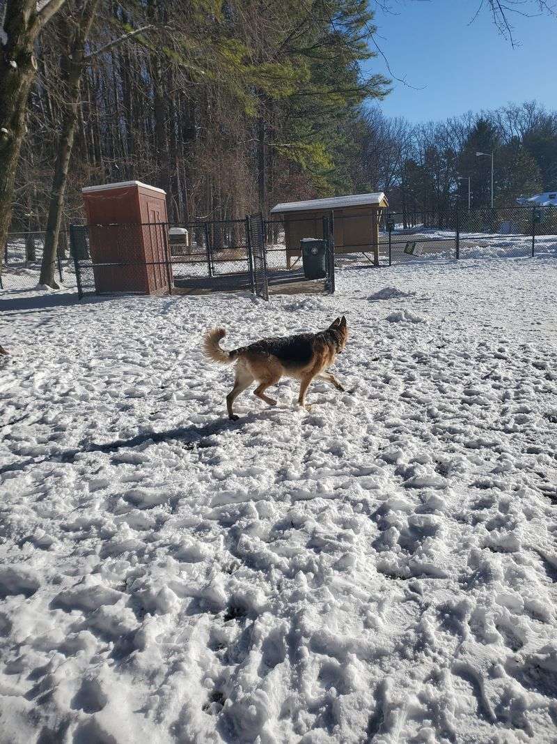Wheaton Regional Dog Park - Wheaton, Maryland