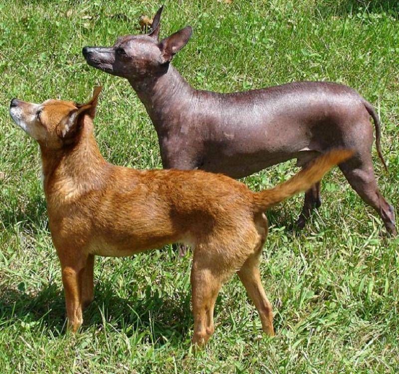 10 dog breeds with fascinating physical traits – plus 3 that always spark conversations 7 Xoloitzcuintli