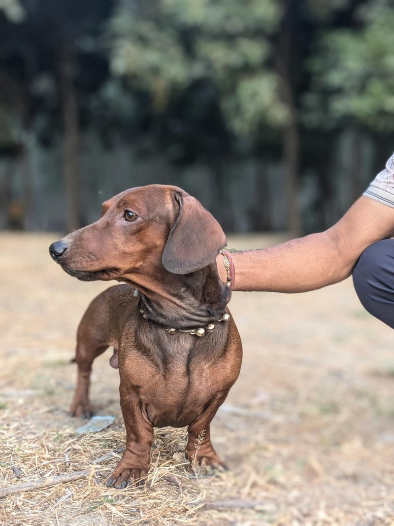 Dachshund