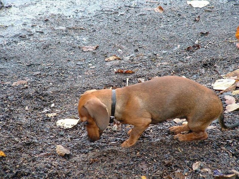 Miniature Dachshund
