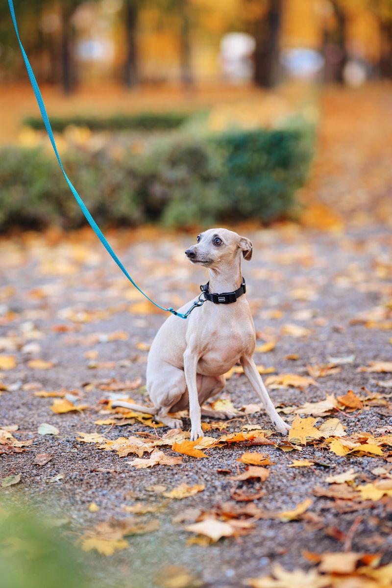 Short on space? These dog breeds may fit your home better than expected 8 Italian Greyhound
