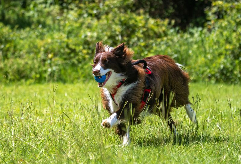 Border Collie