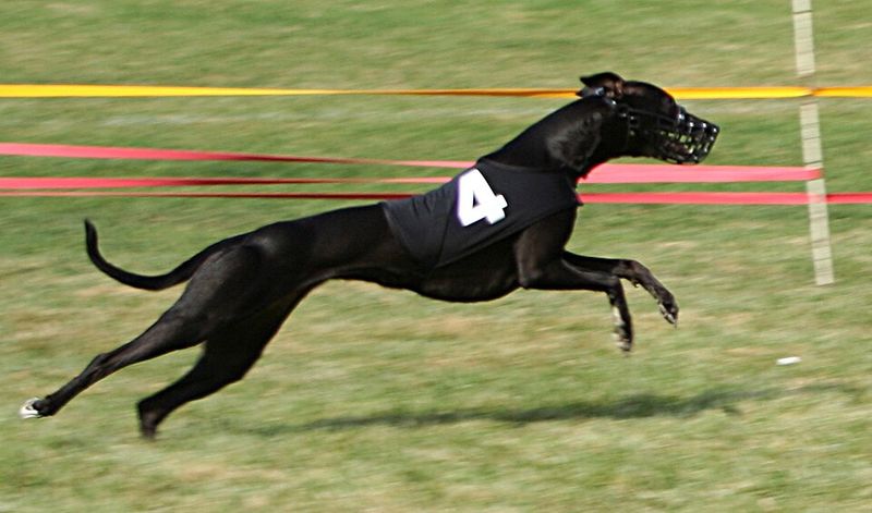 Whippet