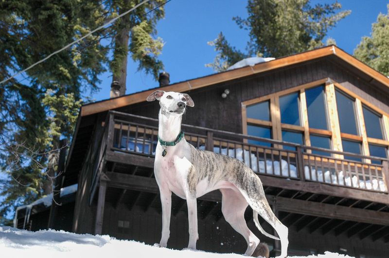 10 affectionate dog breeds that don't always need physical contact – plus 3 that show love in quieter ways 4 Whippet