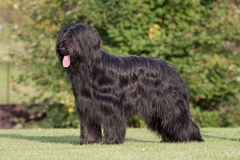 Briard