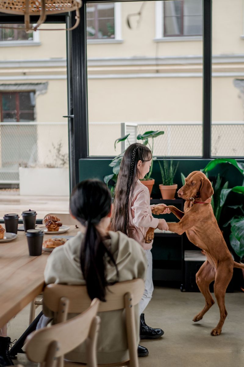 Once these dog breeds become part of your life, you'll rarely walk through the house alone 2 Vizsla