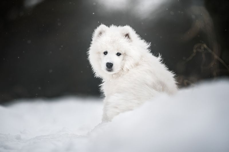 Samoyed