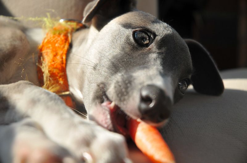 19 Safe and Nutritious Vegetables Dogs Can Enjoy 2 Carrots