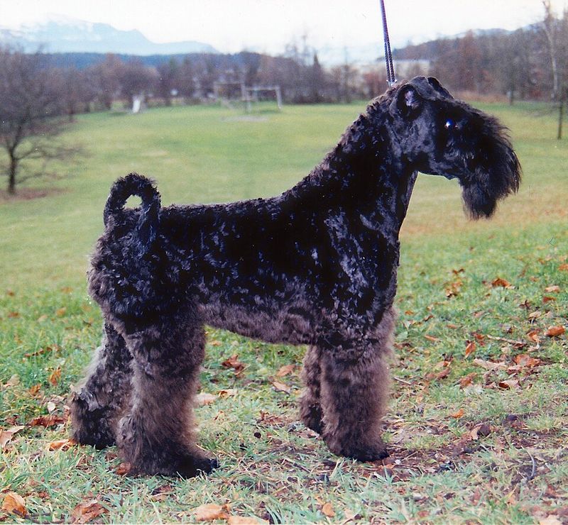 Kerry Blue Terrier
