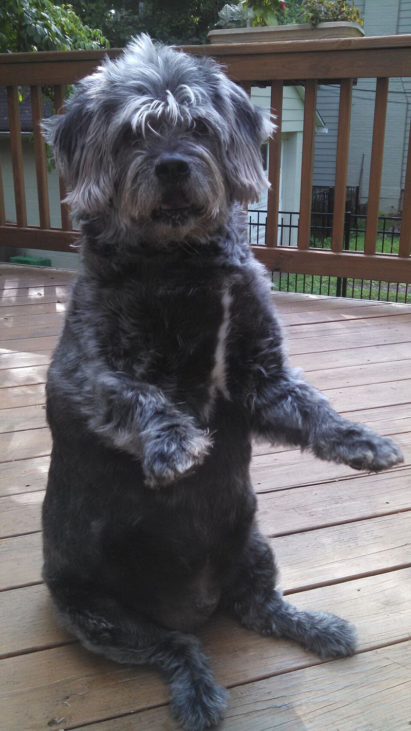 12 dog breeds nobody talks about enough despite being incredible companions 11 Glen of Imaal Terrier