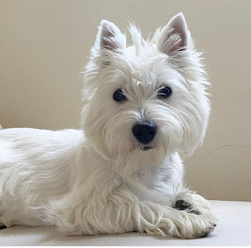 25 Small Dog Breeds That Combine Courage with Endless Energy 10 West Highland White Terrier