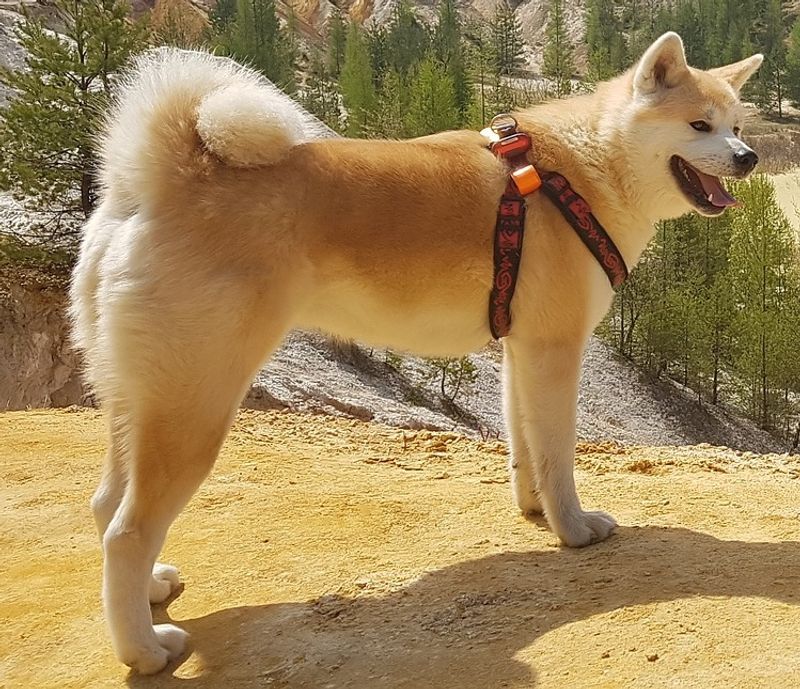 10 outgoing dog breeds that trust quickly - plus 3 that take their time 12 Akita
