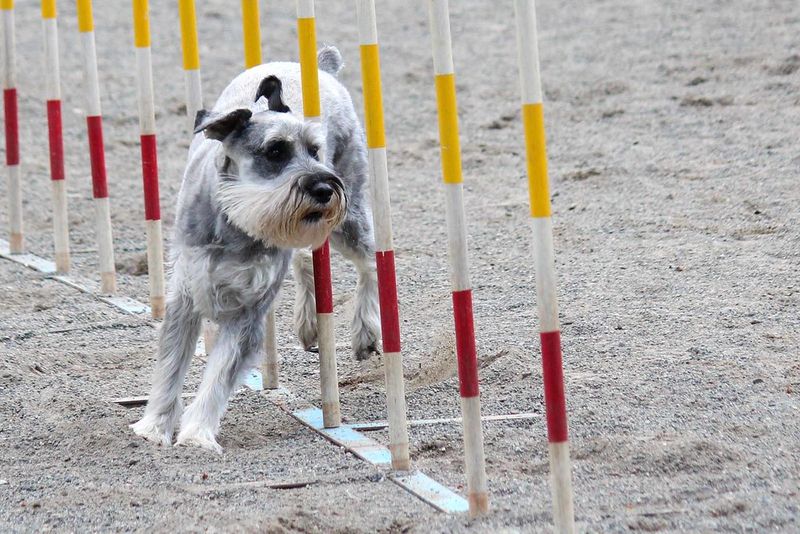 Miniature Schnauzer