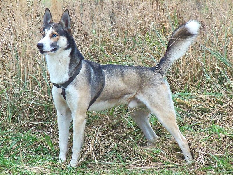 Alaskan Husky