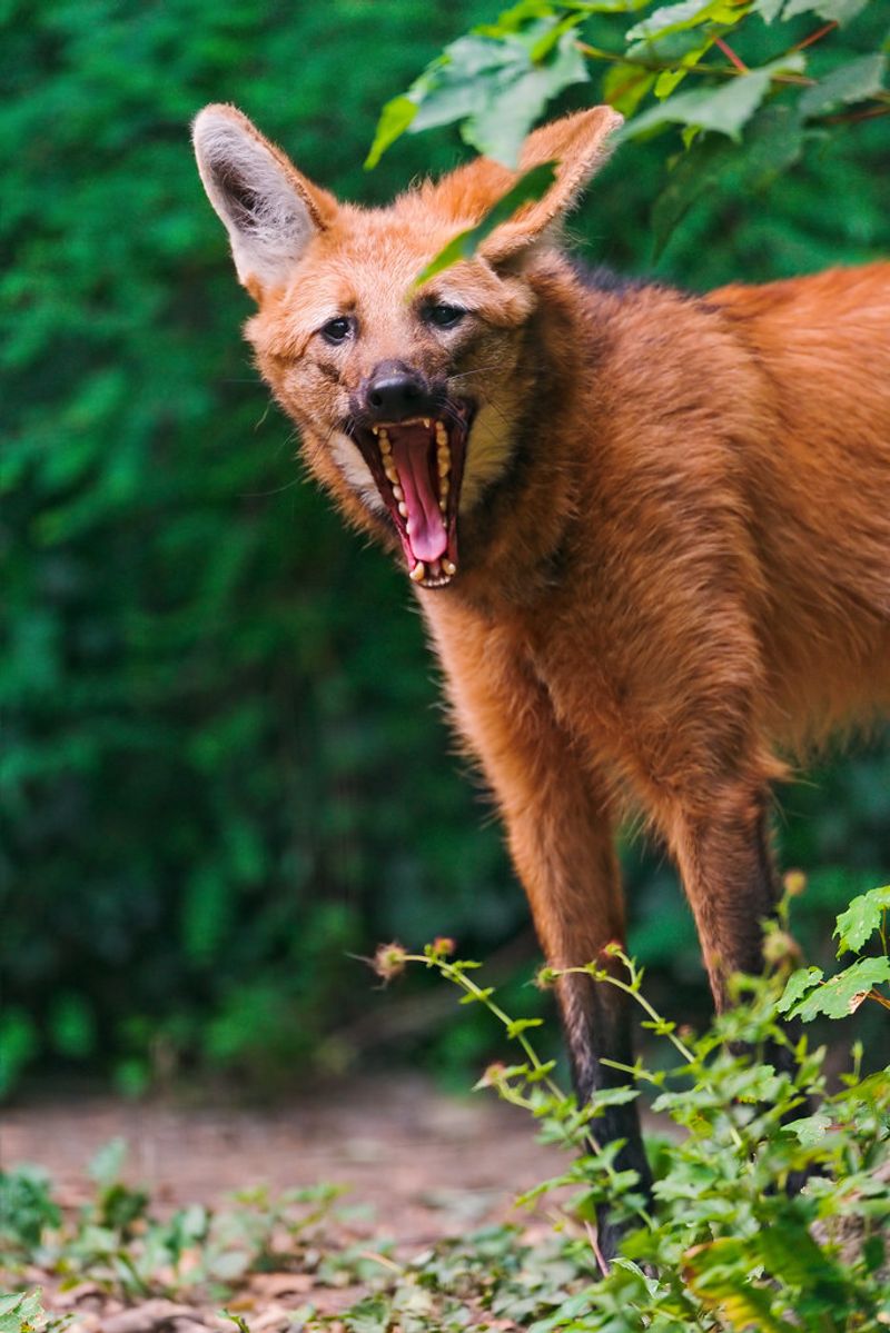 Maned Wolf