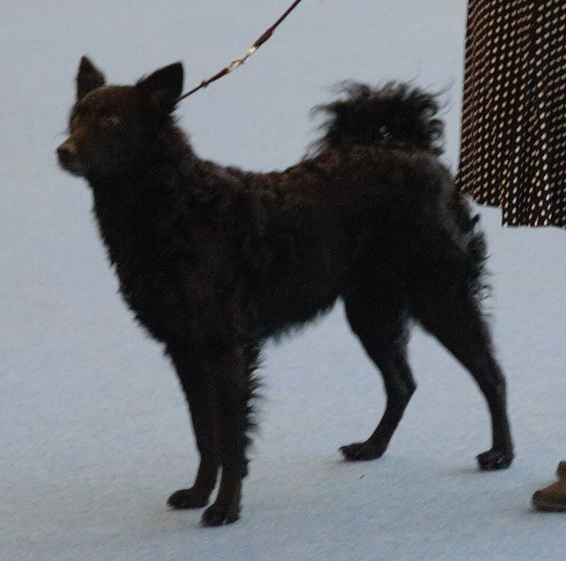 Croatian Sheepdog