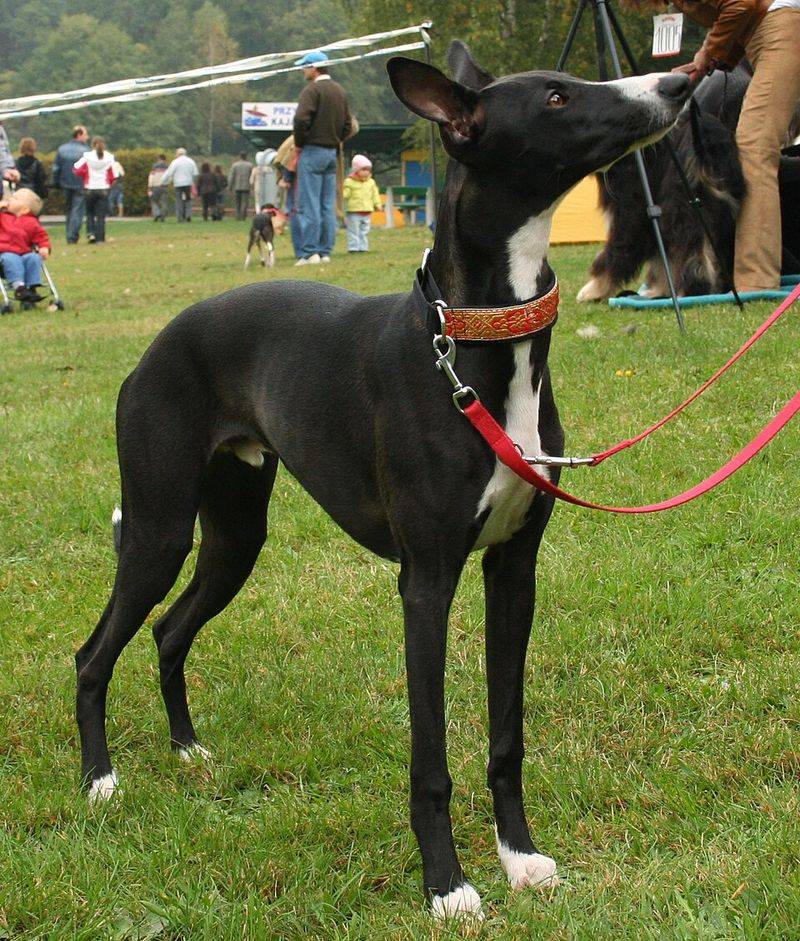 Balanced energy is one of the biggest strengths of these 11 remarkably adaptable dog breeds 12 Whippet
