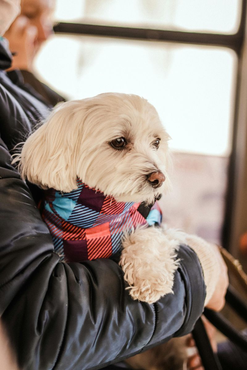 Maltese