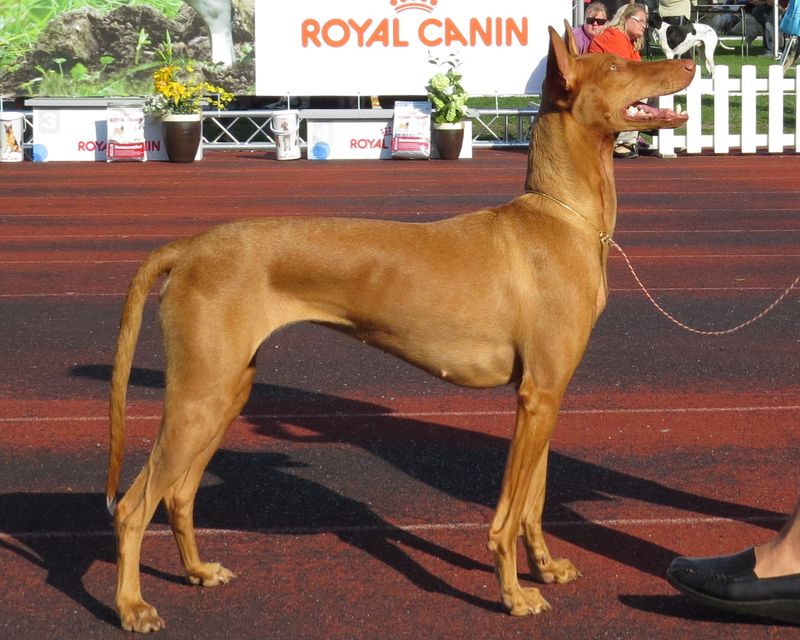 25 Most Expensive Dog Breeds to Buy and Maintain 9 Pharaoh Hound