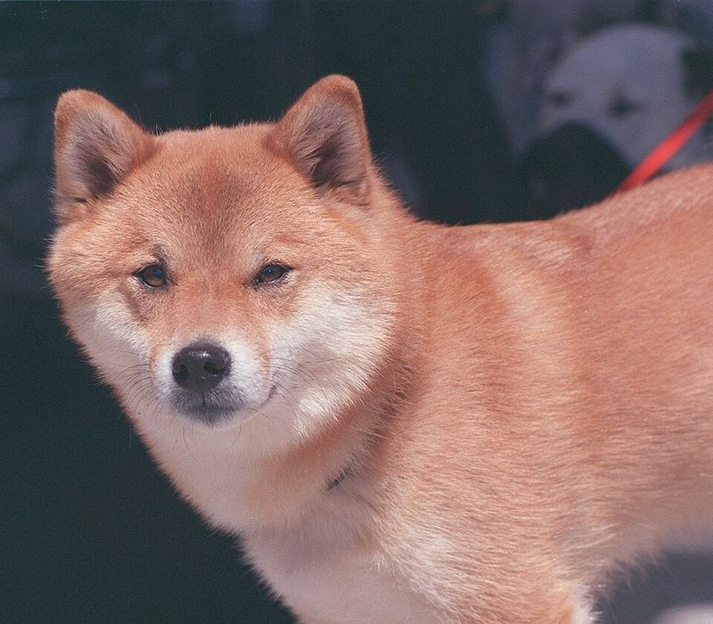 Shiba Inu