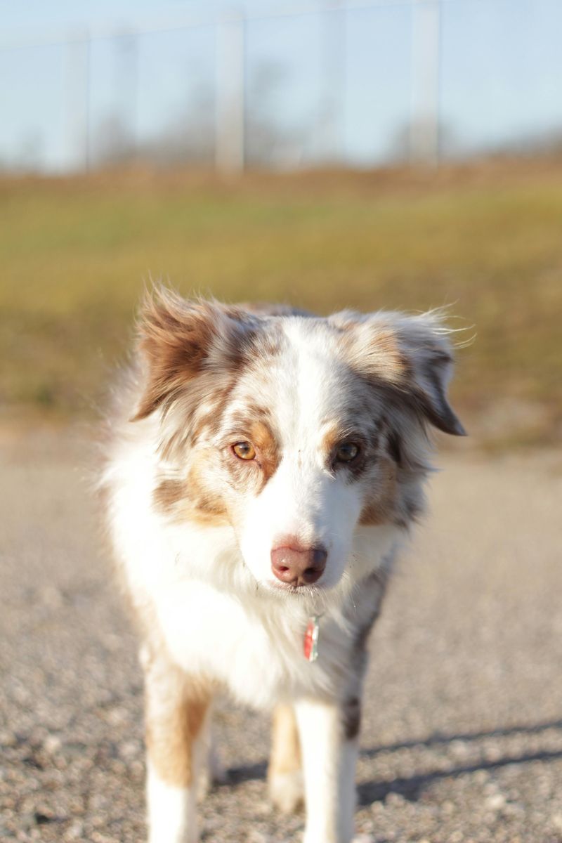 16 dog breeds that tend to show the biggest personality differences between individuals of the same breed 14 Australian Shepherd