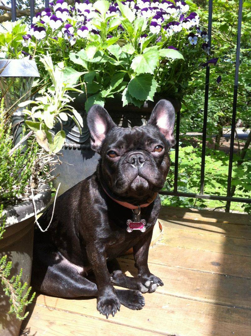 French Bulldog
