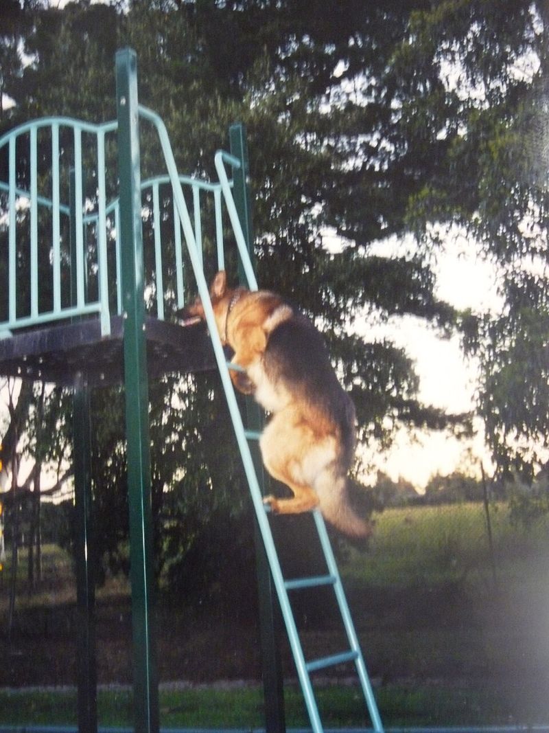 Puzzle feeders (difficulty ladders)