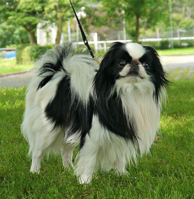 Not every dog turns the house into an amusement park - These breeds often prefer the quieter side of life 8 Japanese Chin