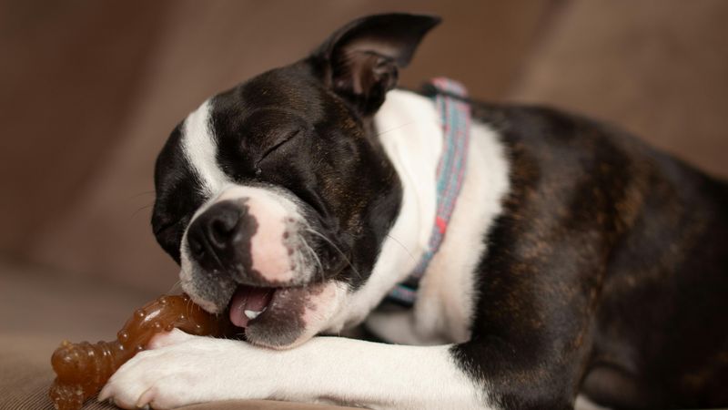 26 Dog Breeds Known for Being Sensitive or Easily Stressed 22 Boston Terrier