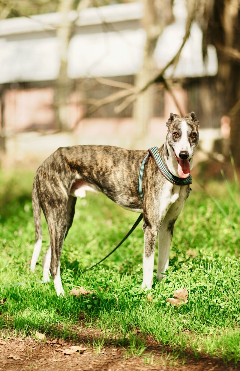 Some dog breeds become more interesting the longer you live with them - and some rarely show their full personality early on 8 Greyhound