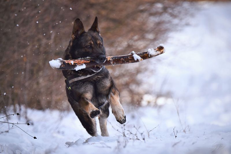 If you trust these 13 breeds off-leash, make sure you understand the risks first 5 German Shepherd