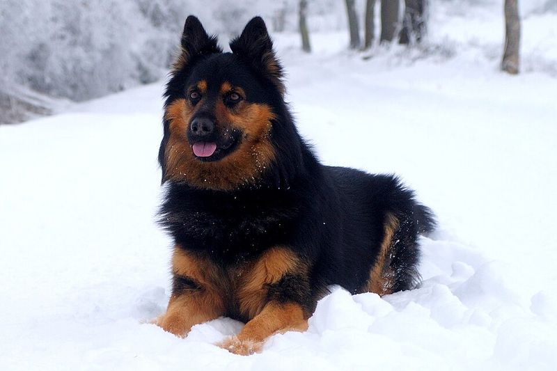 Bohemian Shepherd (Chodský pes)