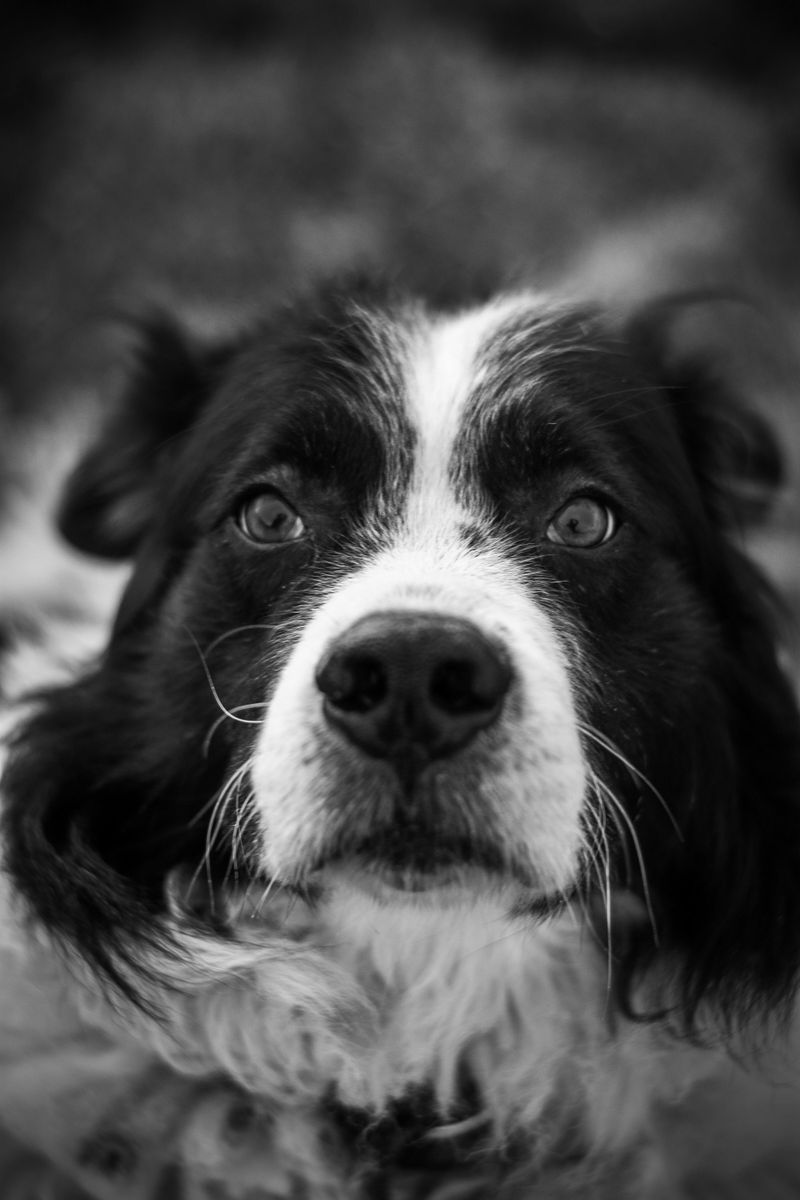 24 Dog Breeds That Demand Frequent Grooming and Daily Maintenance 11 Border Collie