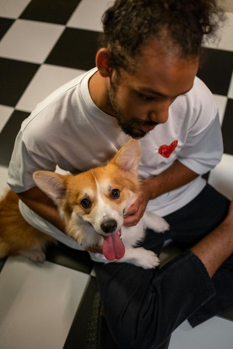 Corgi