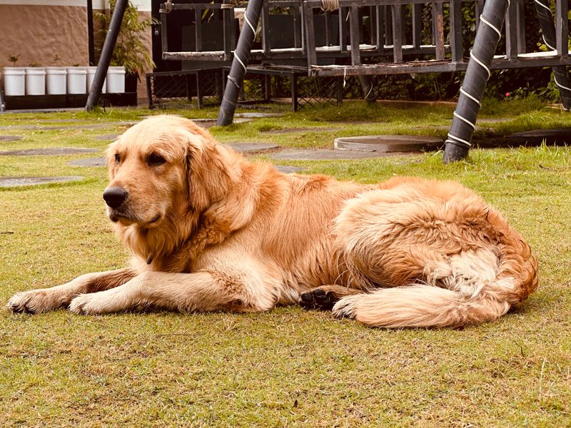 Some dog breeds leave such a lasting impression that every future companion has big shoes to fill 3 Golden Retriever