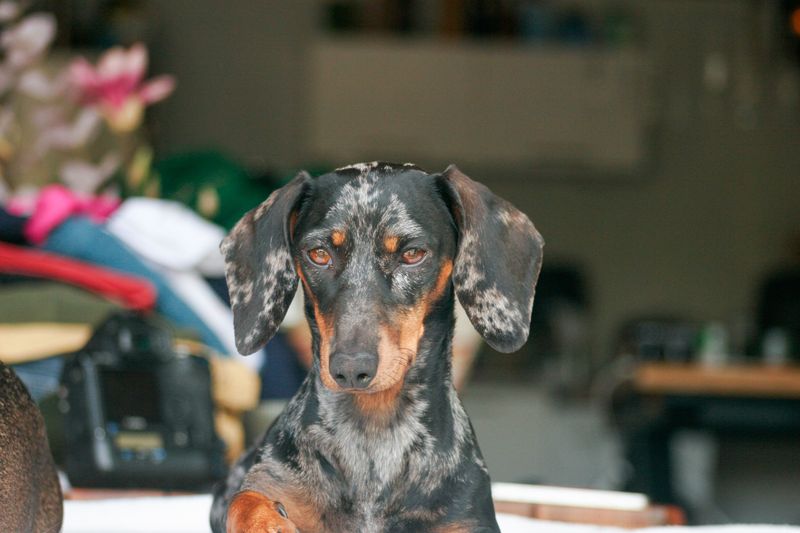 Going to work all day? These dogs may struggle more with your absence than you expect 4 Dachshund