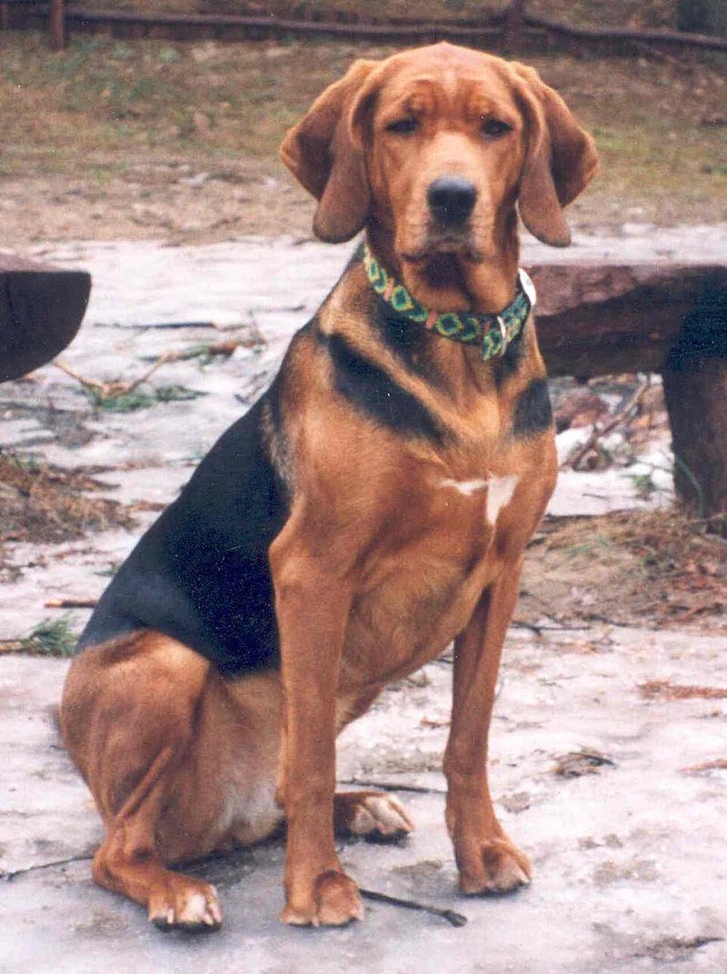 Polish Hound (Ogar Polski)