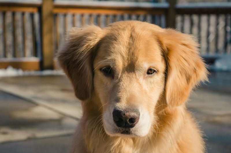27 Low-Stress Dog Breeds That Thrive in Peaceful Homes 14 Golden Retriever