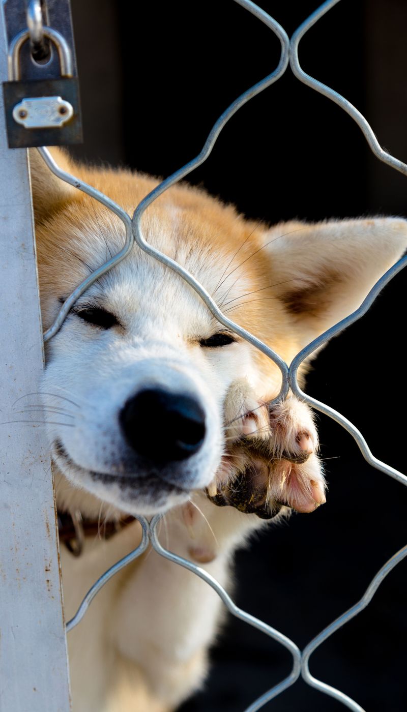 These dog breeds often return happier after a little uninterrupted quiet 5 Akita