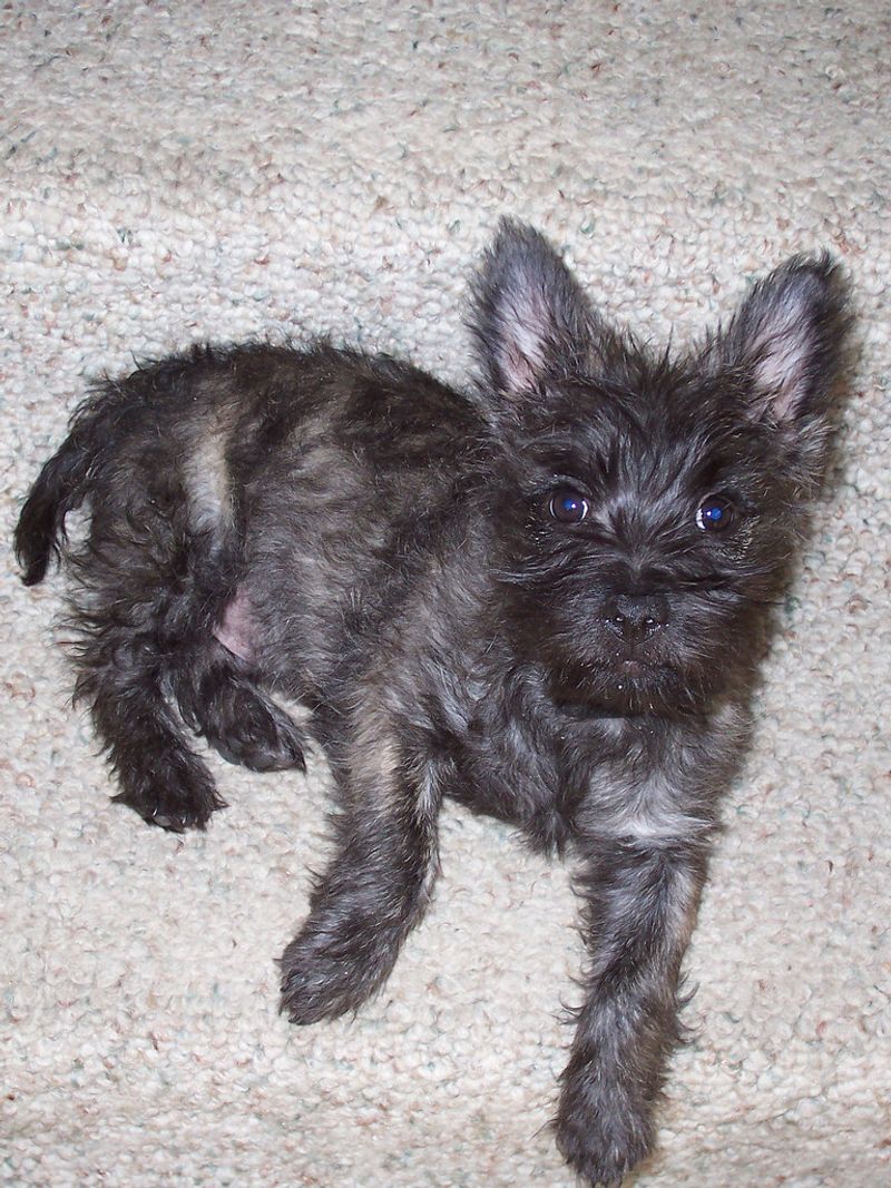 Cairn Terrier