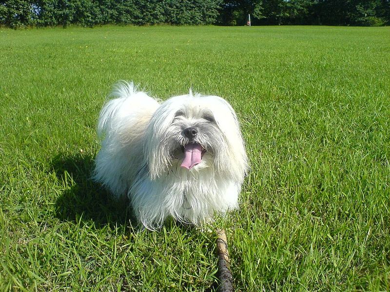 Coton de Tulear