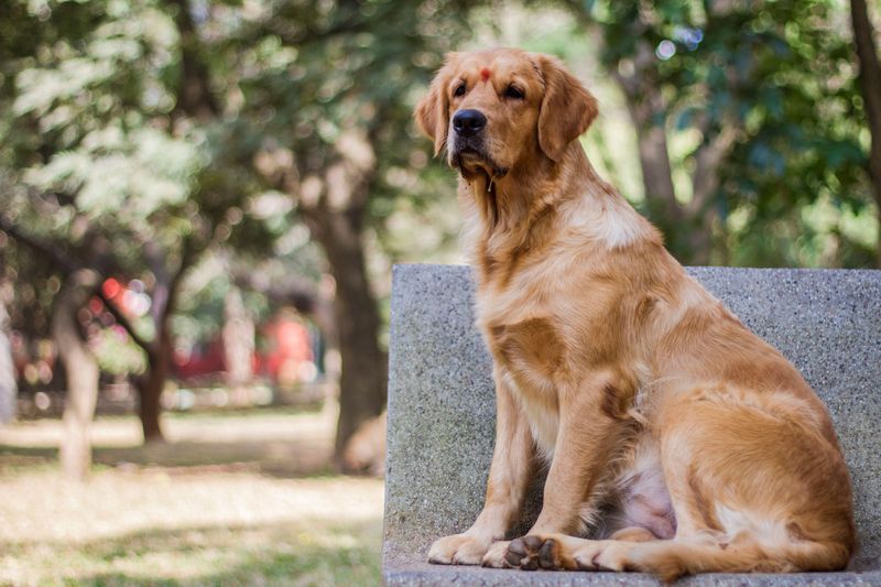 Spend years with one of these dogs and you may start wondering who copied whom 2 Golden Retriever - the sunny sidekick