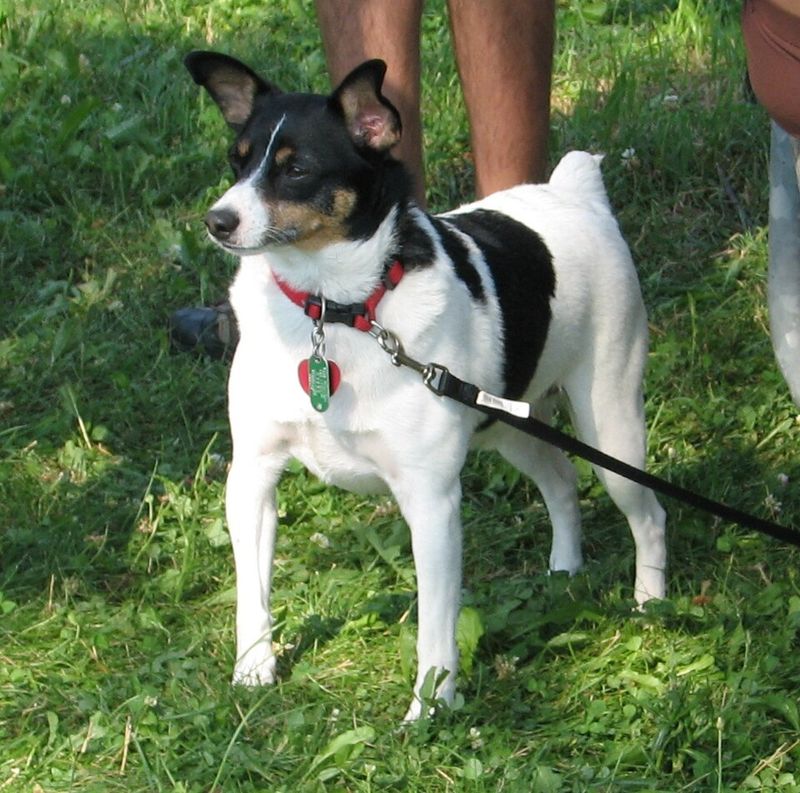 Toy Fox Terrier