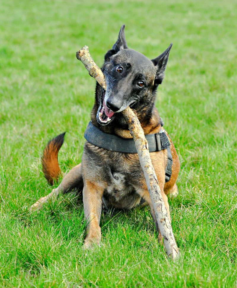 15 Guardian Dog Breeds Known for Their Protective Nature 5 Belgian Malinois