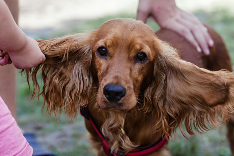 27 Dog Breeds That Prefer People Over Other Dogs 8 Cocker Spaniel