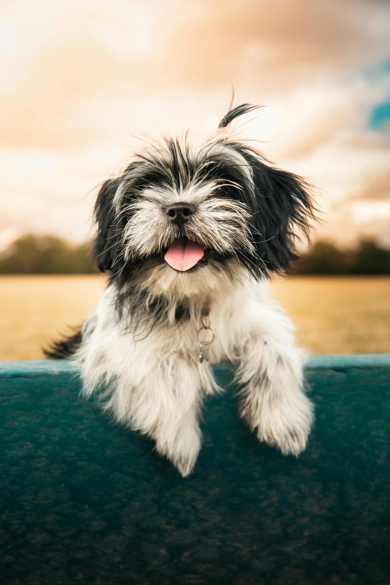 10 dog breeds that hate loud homes and need peace to thrive 6 Shih Tzu