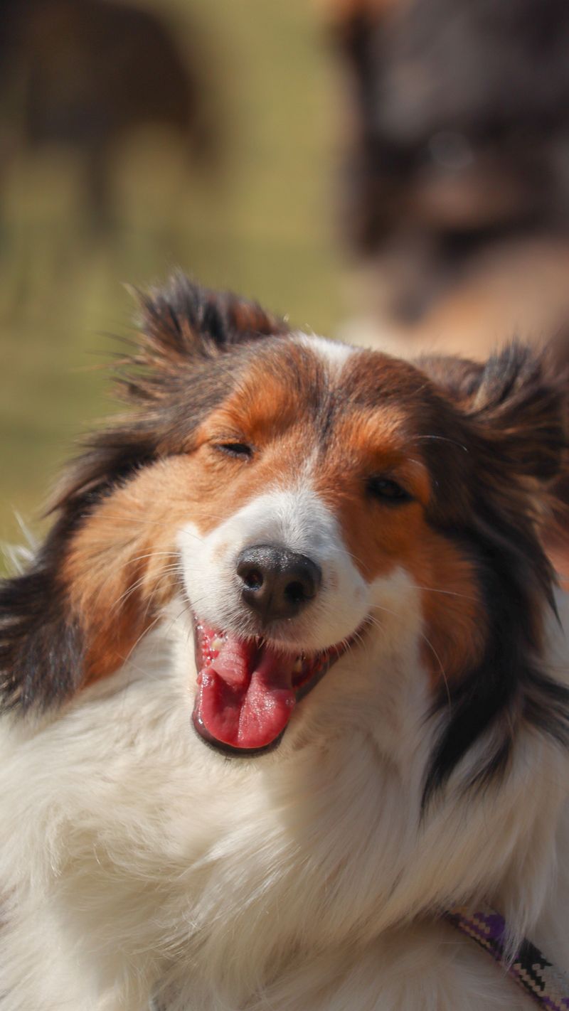 13 dog breeds that can stop trying when every mistake becomes a correction 3 Shetland Sheepdog