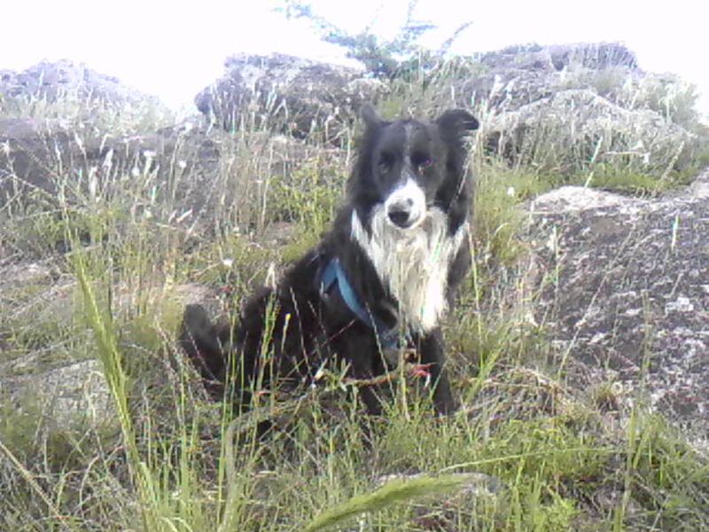 Border Collie