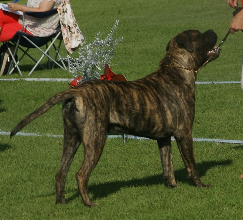 Mastiff