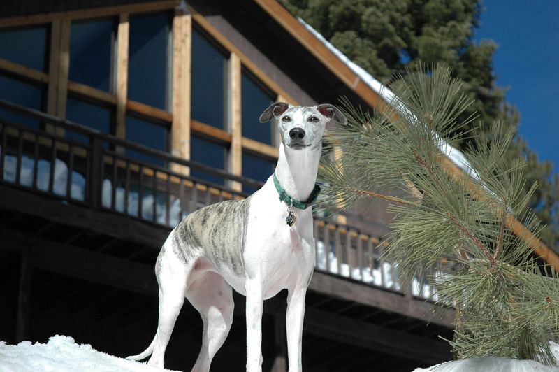 10 emotionally fragile dog breeds experts say absorb everything around them 4 Whippet